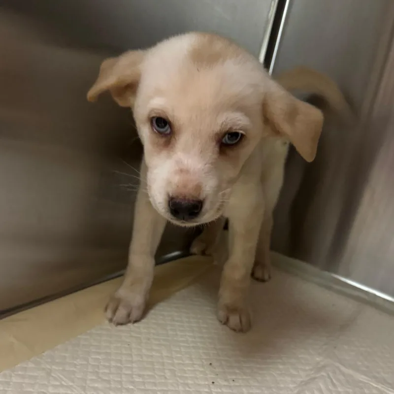 A baby small-sized female Yellow / Tan / Blond / Fawn Mixed Breed dog named Cotton for adoption in Columbus, GA