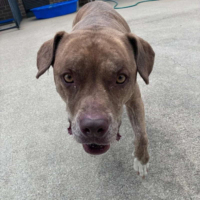 A senior medium-sized male Yellow / Tan / Blond / Fawn Pit Bull Terrier dog named Miso for adoption in Dixon, IL