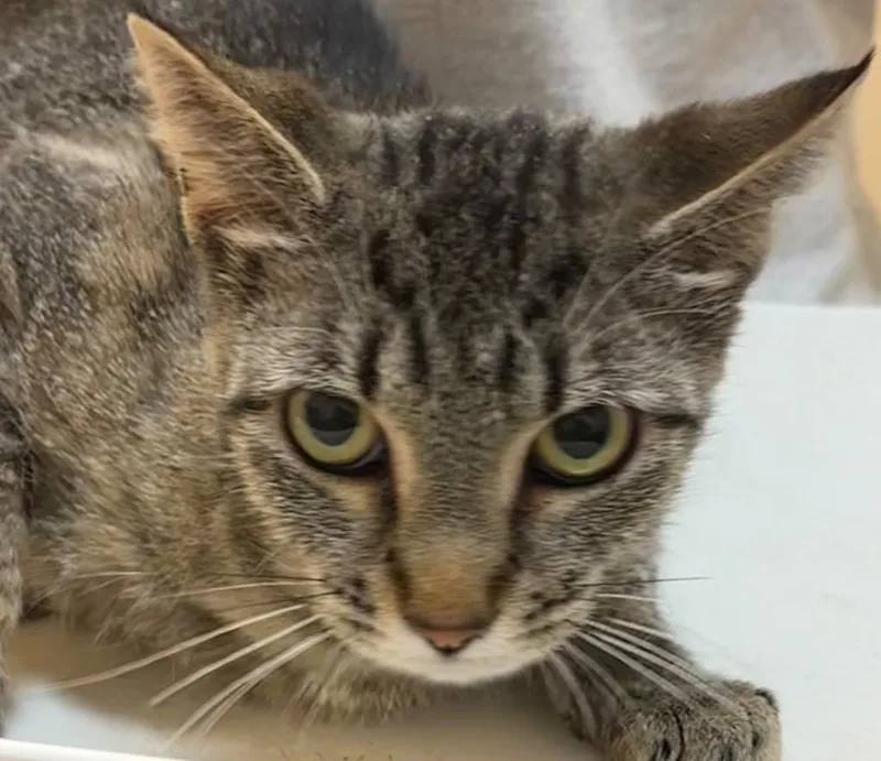 A young small-sized female Domestic Short Hair cat named Lady for adoption in Elizabethton, TN