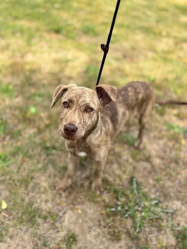 A baby medium-sized female Brindle Labrador Retriever dog named Phoebe for adoption in Aiken, SC