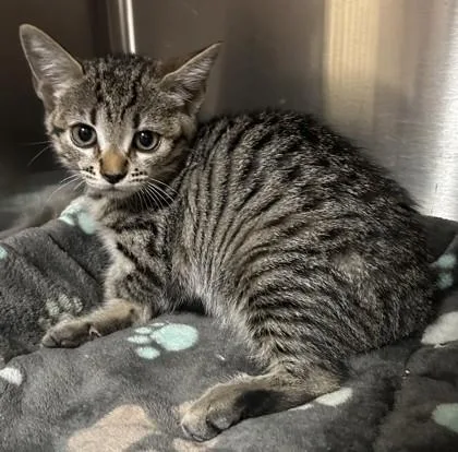 A young small-sized female Domestic Short Hair cat named Noelle for adoption in Phoenix, AZ