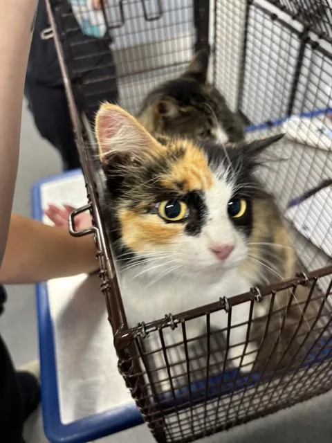 An adult medium-sized female Domestic Long Hair cat named Carmel for adoption in Kalamazoo, MI