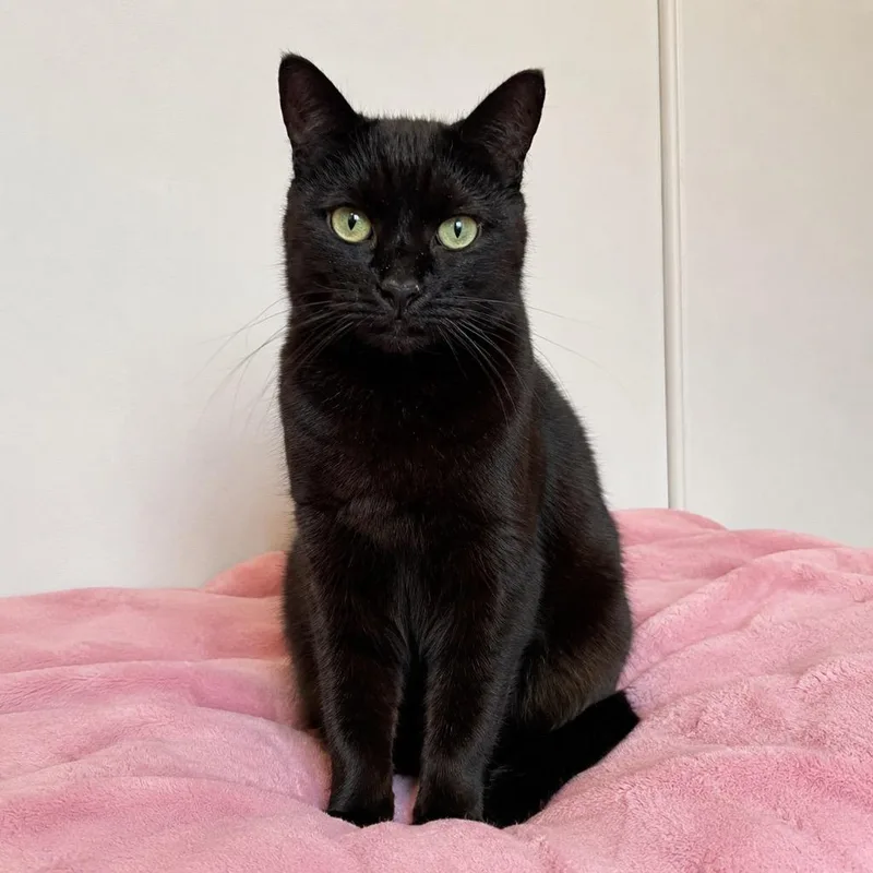 A senior medium-sized female Domestic Short Hair cat named Olivia for adoption in Cambria, CA