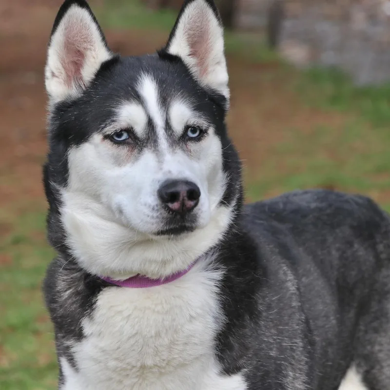 An adult large-sized female Gray / Blue / Silver Mixed Breed dog named Lumi for adoption in Allentown, PA