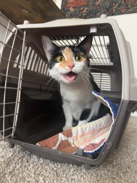 Penny Farthing thumbnail 2