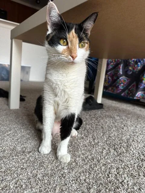 Penny Farthing thumbnail 3