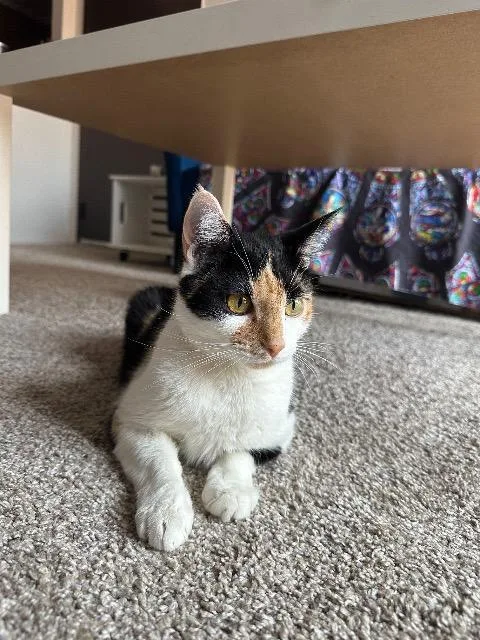 Penny Farthing thumbnail 4