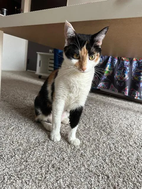 Penny Farthing thumbnail 5