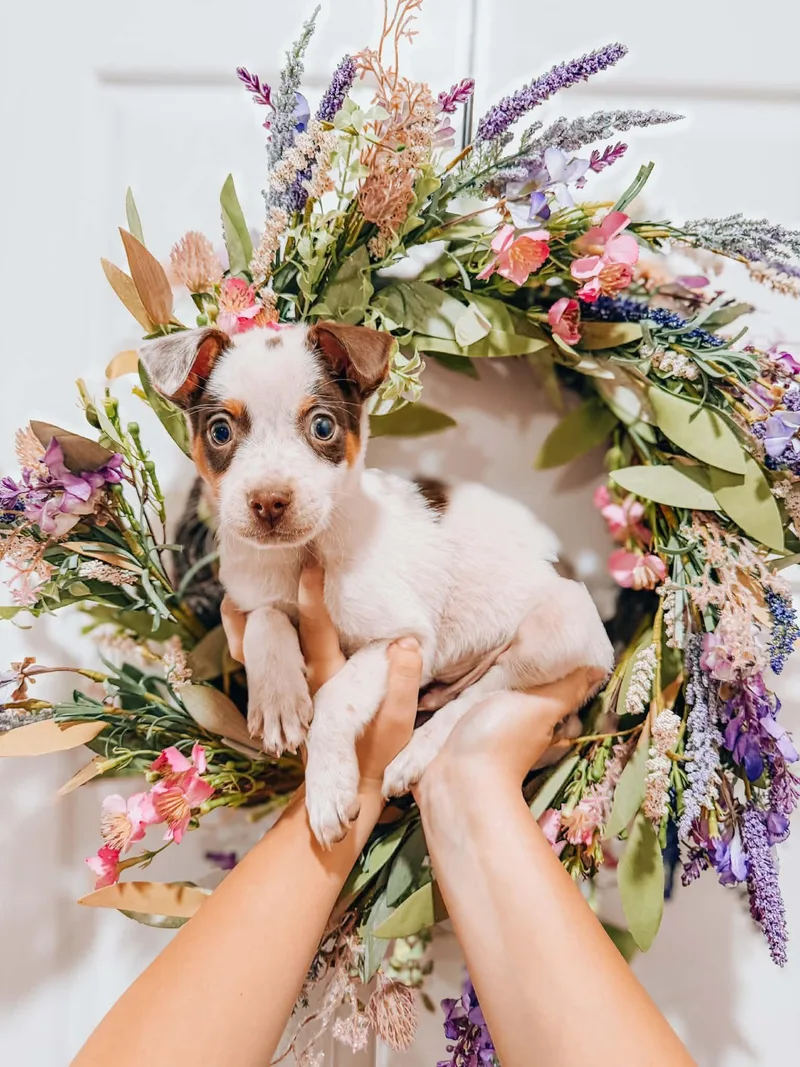A baby medium-sized male Australian Cattle Dog / Blue Heeler dog named Harry Potter for adoption in Goodyear, AZ