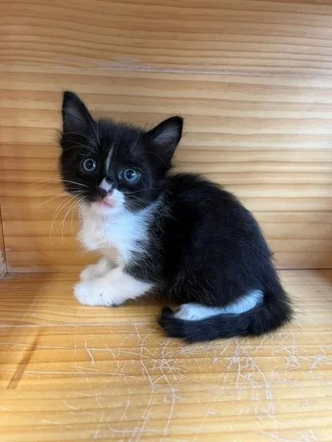 A young small-sized female Black & White / Tuxedo Domestic Medium Hair cat named Honolulu for adoption in Tyler, TX
