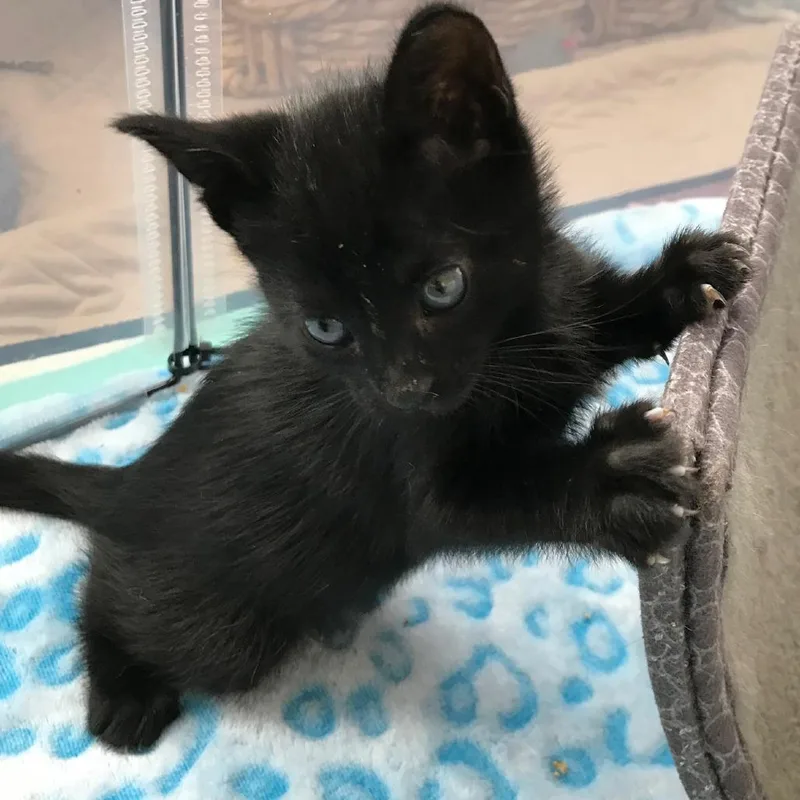 Thin Mint thumbnail 2