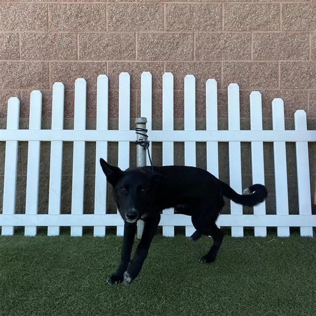 Sirius