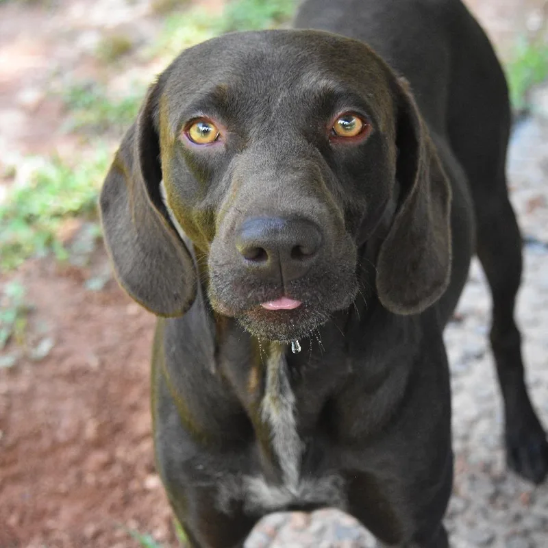 A young medium-sized male Brown / Chocolate German Shorthaired Pointer dog named Benji for adoption in Columbus, NC