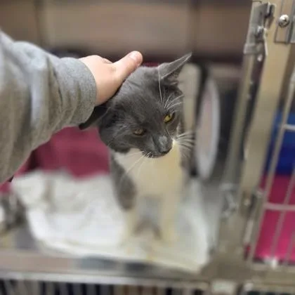 Tommy Pastrami thumbnail 2