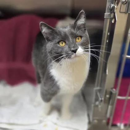 Tommy Pastrami thumbnail 3