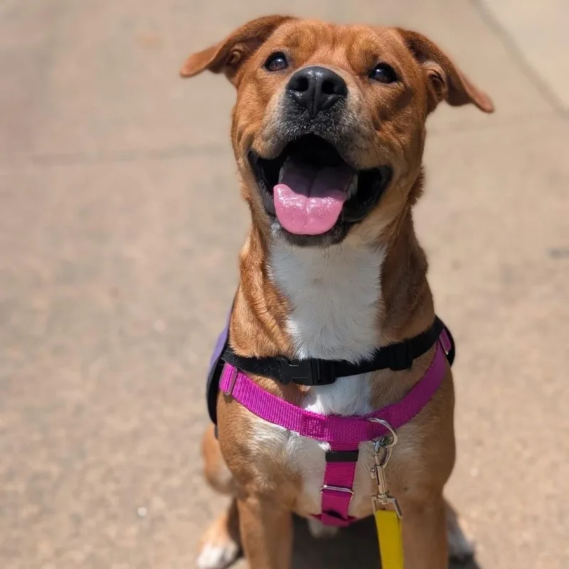 A young large-sized male Yellow / Tan / Blond / Fawn Mixed Breed dog named Elmer for adoption in Spruce Pine, NC