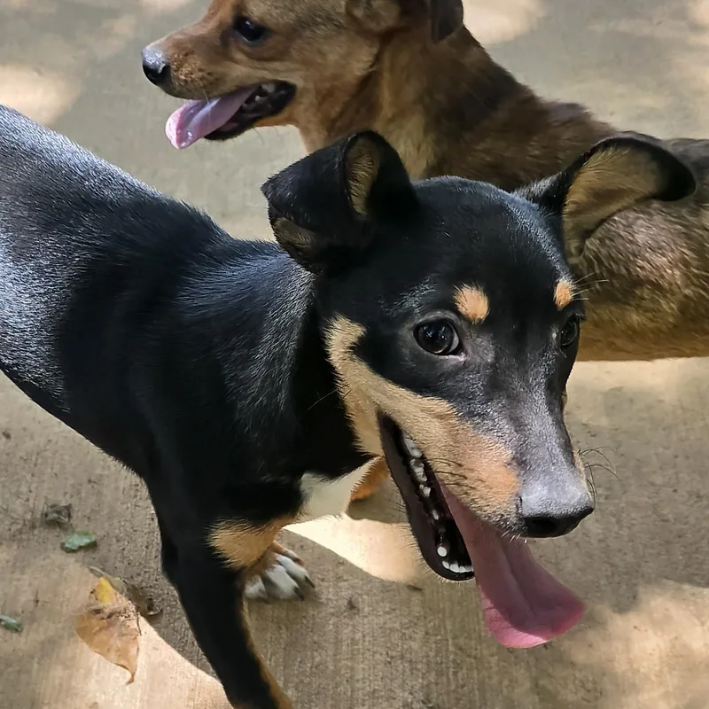 A young small-sized male Red / Chestnut / Orange Chihuahua dog named Herbie for adoption in Athens, AL