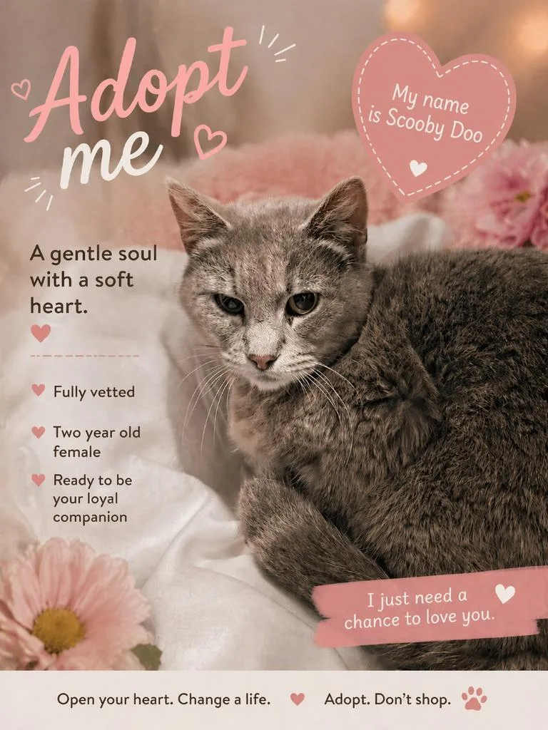 A young medium-sized female Domestic Short Hair cat named Scooby Doo for adoption in Seven Points, TX