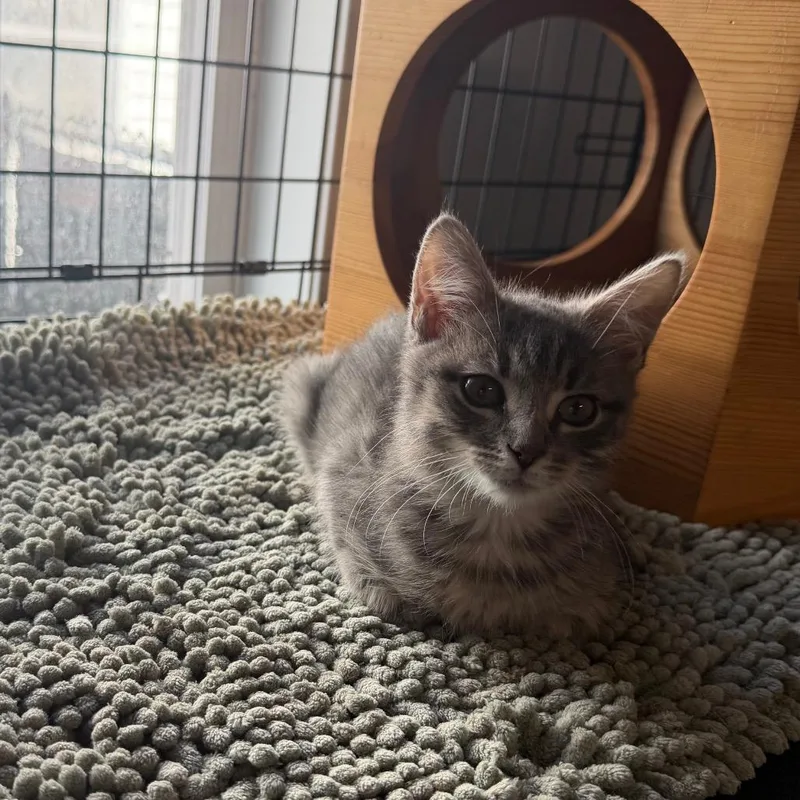 A baby small-sized male Domestic Short Hair cat named Bumi for adoption in Wappingers Falls, NY