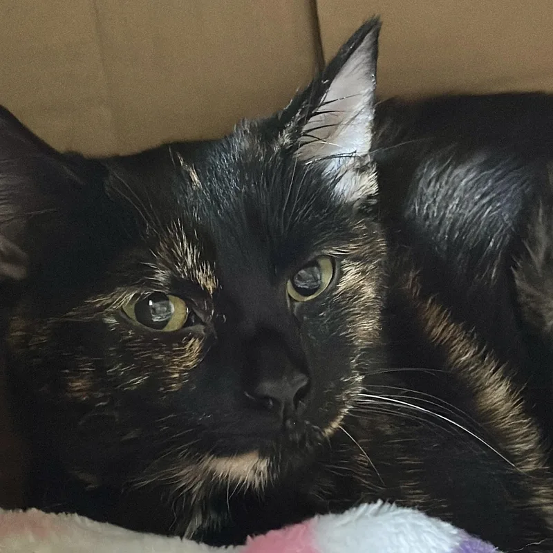 A young medium-sized female Tortoiseshell Domestic Short Hair cat named Brownie for adoption in Victor, NY