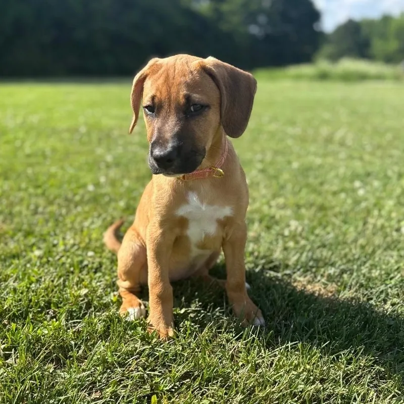 A baby medium-sized female Brown / Chocolate Hound dog named Luna for adoption in Colonial Heights, VA