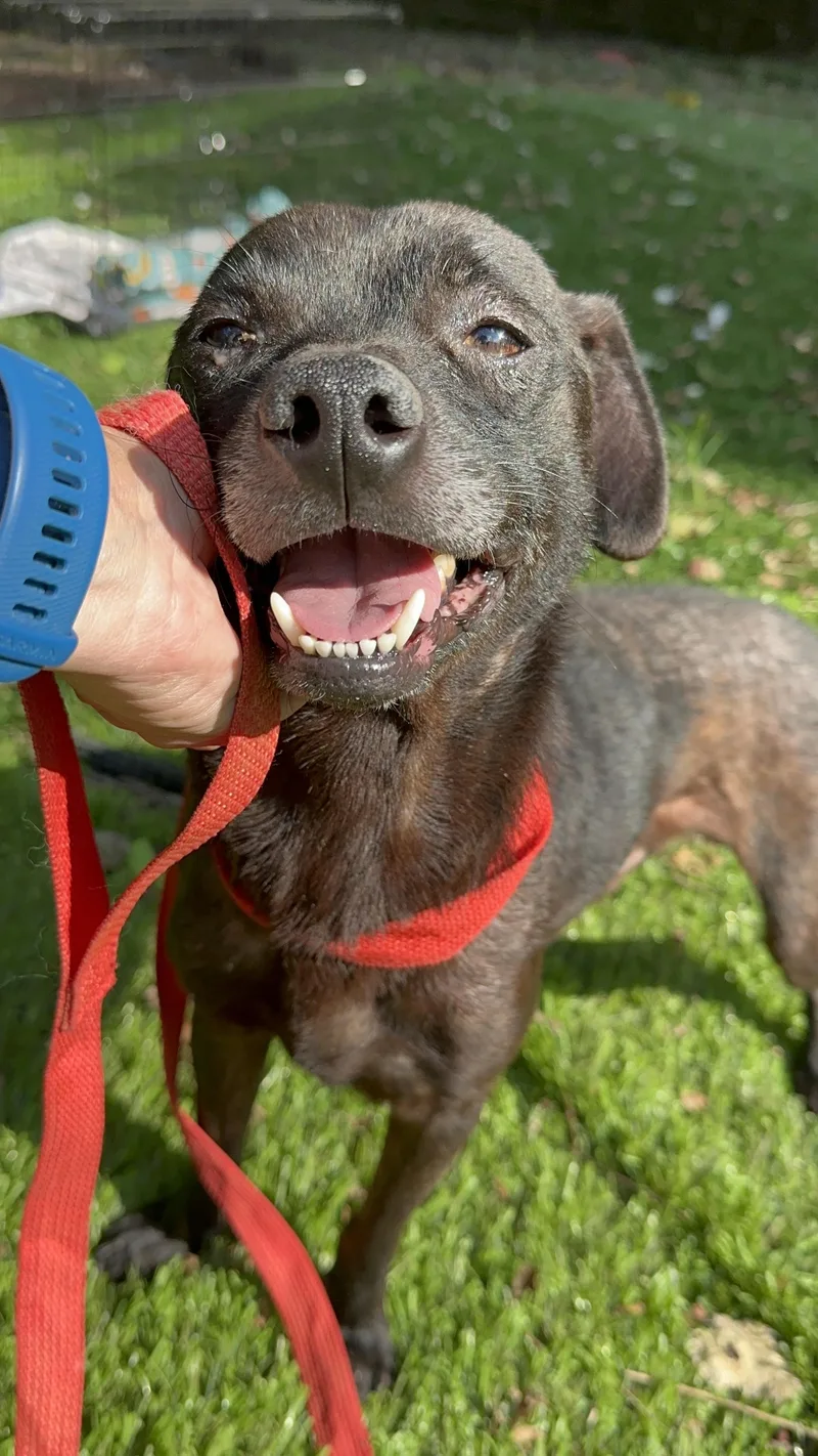 An adult medium-sized male Black Pug dog named Harry for adoption in Bristol, TN