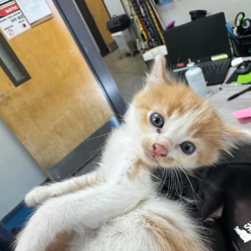 A baby small-sized male Orange / Red Domestic Medium Hair cat named Clark for adoption in Columbiana, AL