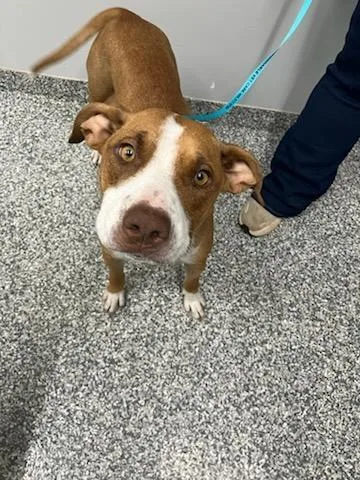 A young large-sized female Mixed Breed dog named Winnipeg for adoption in Mustang, OK