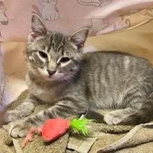 A baby small-sized female Gray / Blue / Silver Domestic Short Hair cat named Phoenix for adoption in Rock Falls, IL