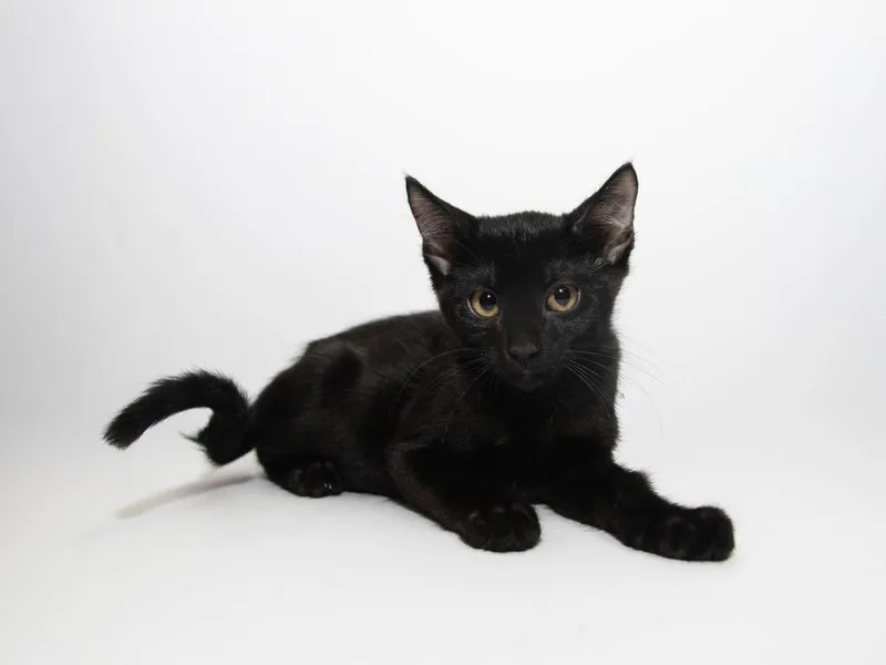 A baby medium-sized male Domestic Short Hair cat named Bobbin for adoption in Lansing, KS