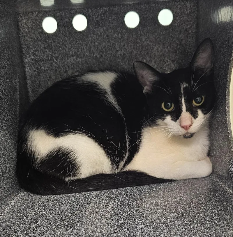 A young small-sized female Domestic Short Hair cat named Kathy for adoption in Athens, TN