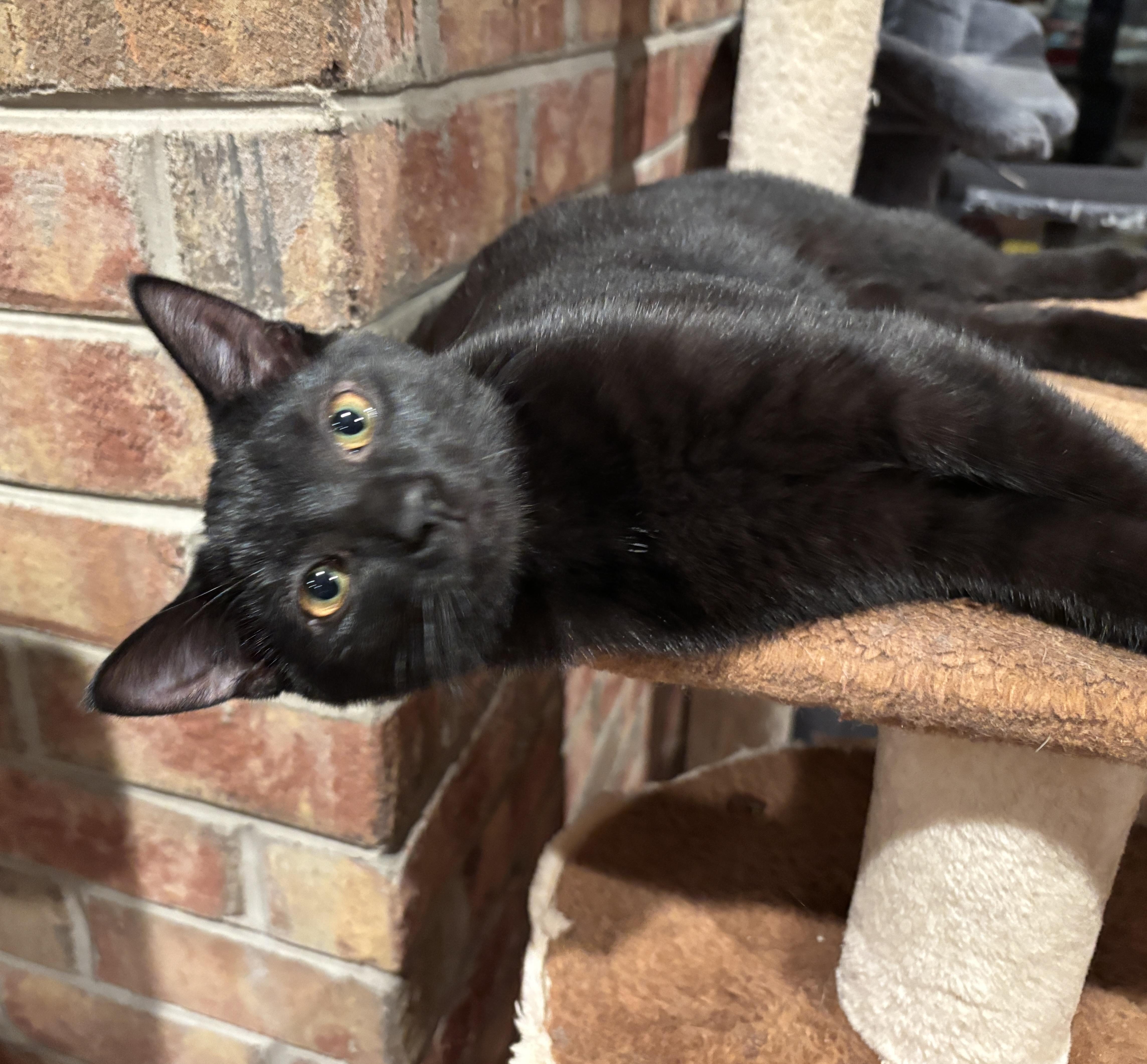 An adult medium-sized female Domestic Short Hair cat named Allie for adoption in Johnson City, TN