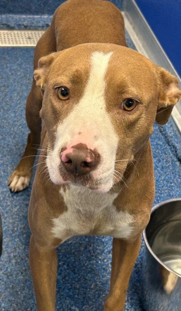 An adult medium-sized female Pit Bull Terrier dog named Haze for adoption in Tarboro, NC