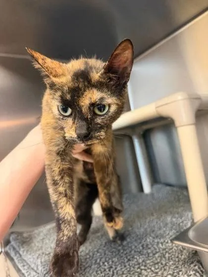 An adult medium-sized female Tortoiseshell Domestic Short Hair cat named Mavis for adoption in Fremont, MI