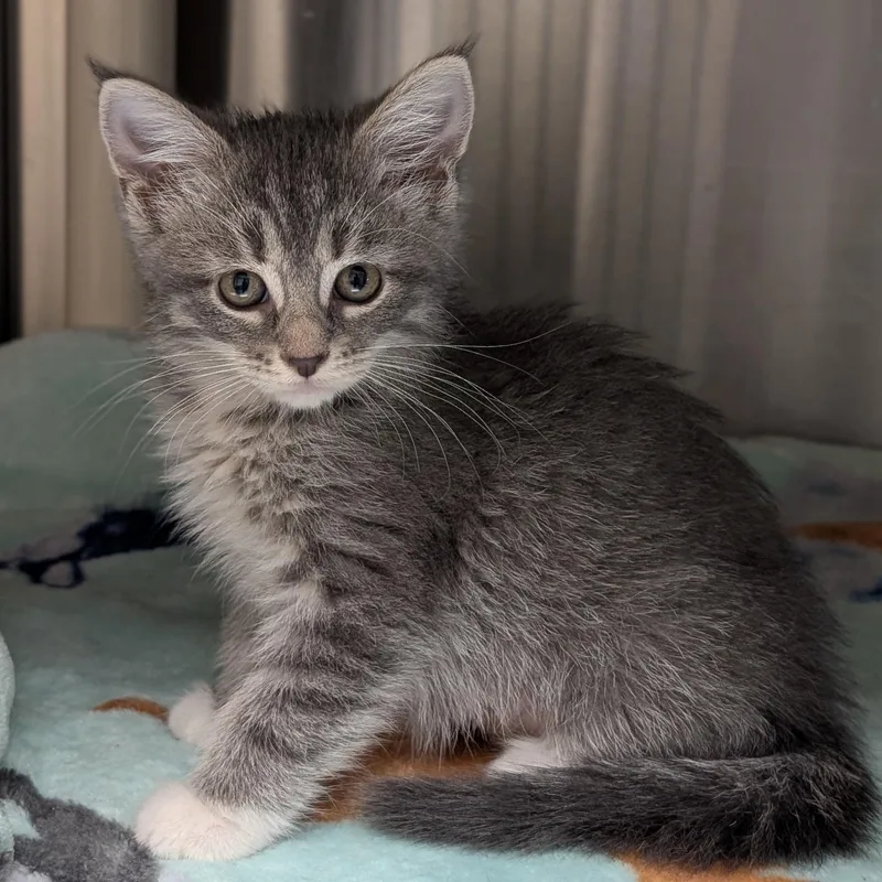 A baby medium-sized female Tabby (Gray / Blue / Silver) Domestic Short Hair cat named Cool Beans Reduced for adoption in Jefferson, WI