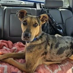 An adult medium-sized female Gray / Blue / Silver Catahoula Leopard Dog dog named Taylor for adoption in Lake Jackson, TX