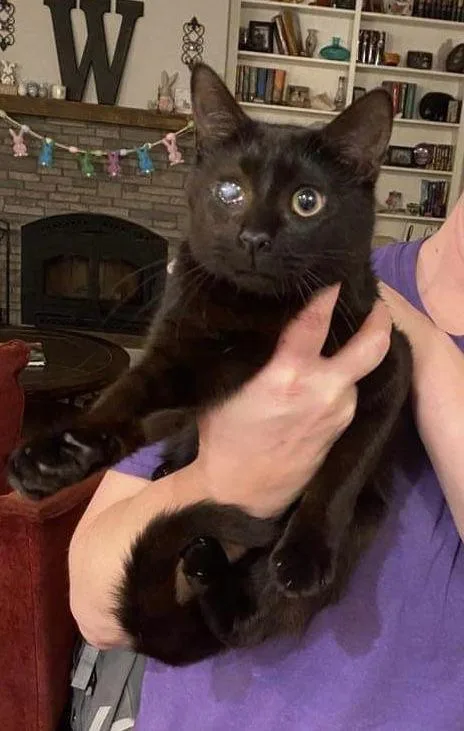 Mad Eye Meowdy thumbnail 3