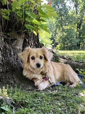 Peaches thumbnail 6