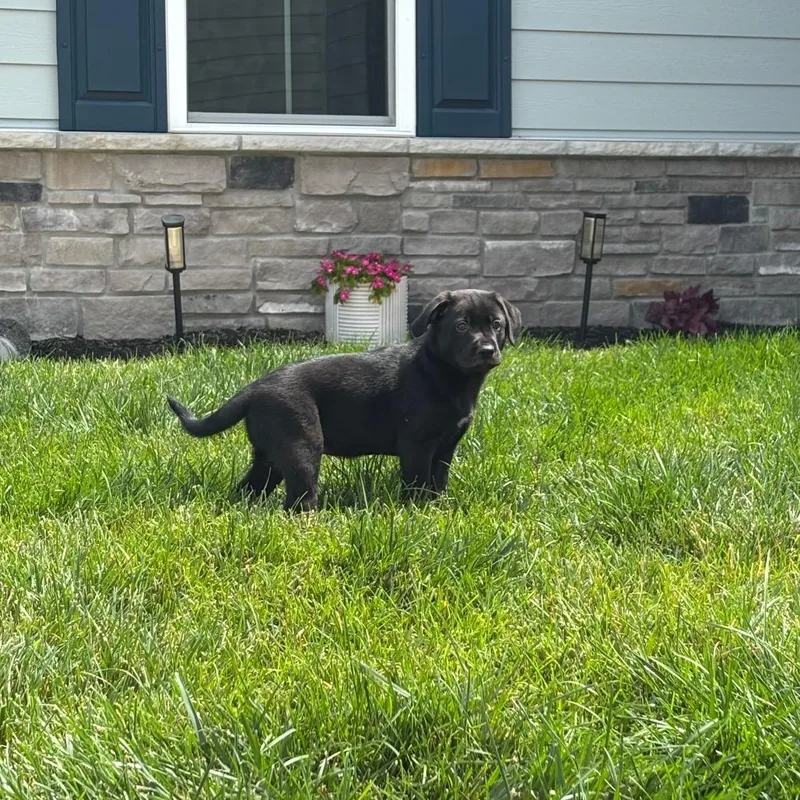 A baby small-sized female Black Pit Bull Terrier dog named Tootsie Roll for adoption in Indianapolis, IN