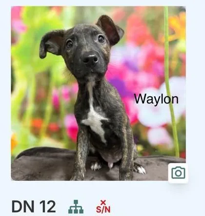 A baby large-sized male Border Collie dog named Waylon for adoption in Morton Grove, IL