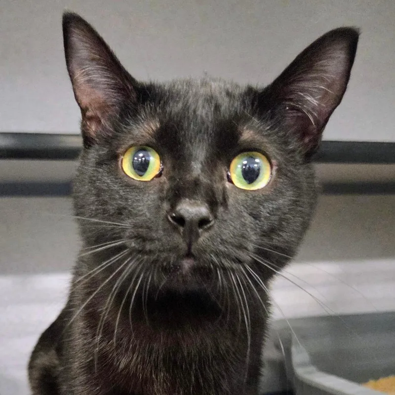 A young medium-sized male Black Domestic Short Hair cat named Pete for adoption in Sheridan, WY
