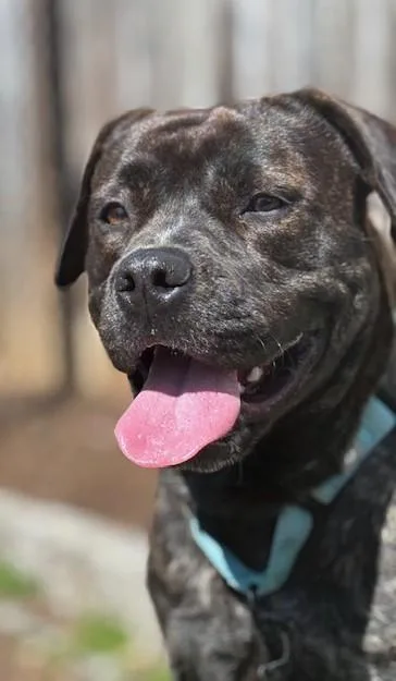 An adult large-sized female Boxer dog named Buella for adoption in Washington, DC