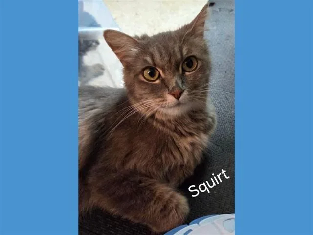 Squirt