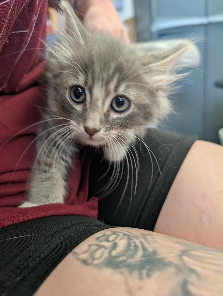 A baby medium-sized male Tabby cat named Socks for adoption in Grand Junction, CO