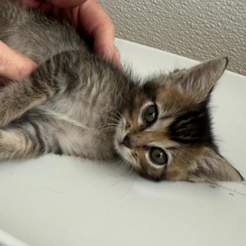 A baby small-sized female Buff / Tan / Fawn Domestic Short Hair cat named Sassy for adoption in Cedaredge, CO