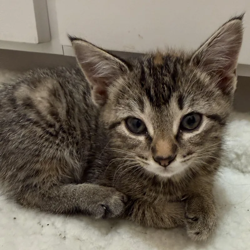 A baby small-sized female Tabby (Buff / Tan / Fawn) Domestic Short Hair cat named Marble for adoption in Bentonville, AR