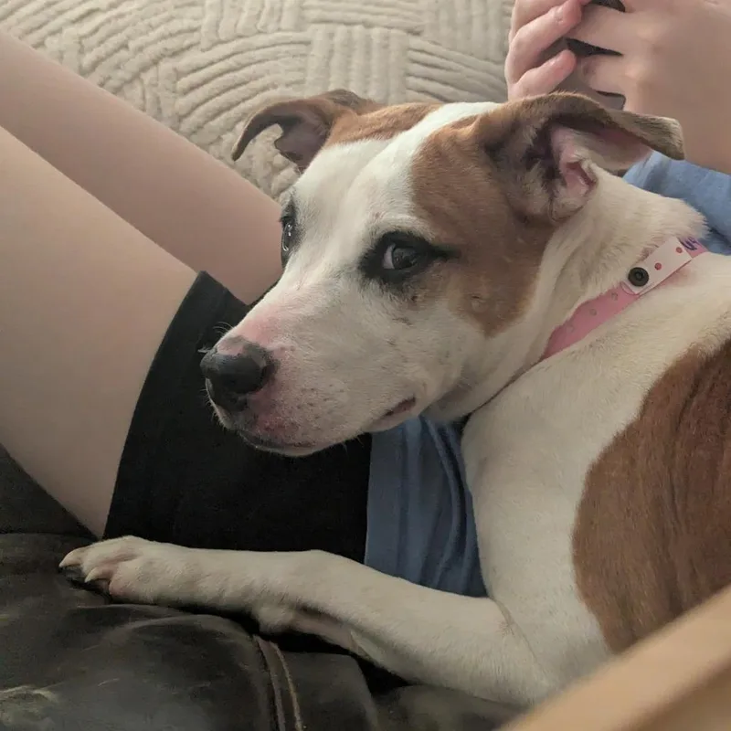 An adult medium-sized female White / Cream Mixed Breed dog named Arya for adoption in Memphis, TN