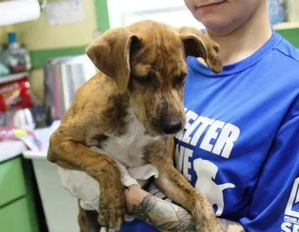 A baby medium-sized male Mountain Cur dog named Peanut Butter for adoption in Picayune, MS