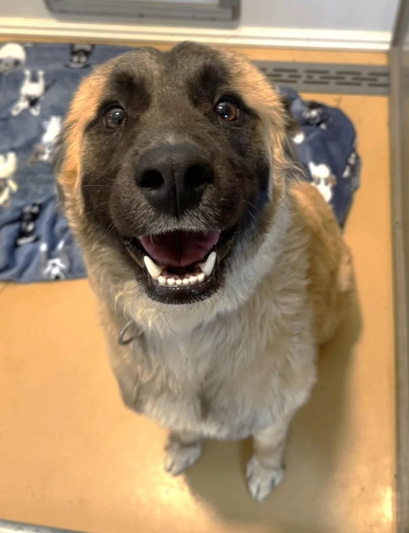 A young medium-sized male Anatolian Shepherd dog named Axel Scas for adoption in Rockaway, NJ