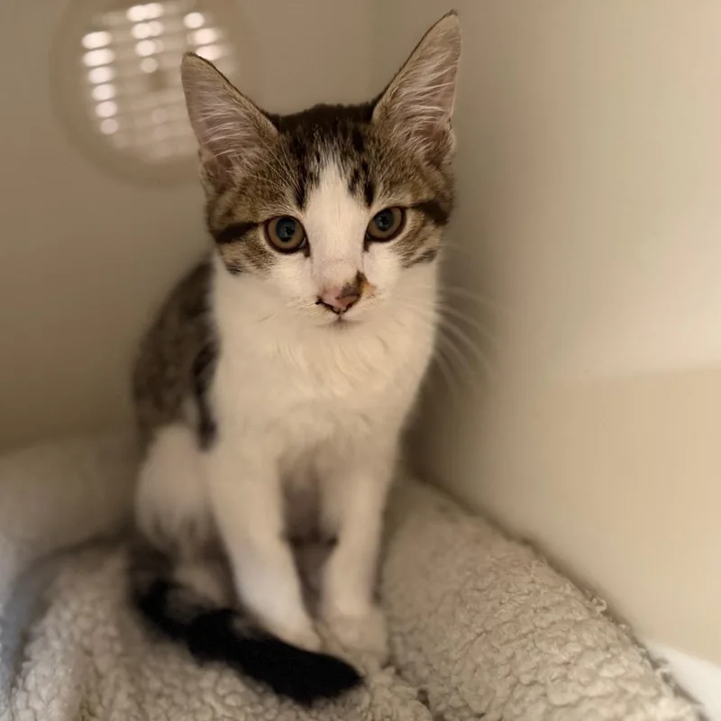 A baby small-sized male Brown / Chocolate Domestic Short Hair cat named Purrcy for adoption in Riverside, CA